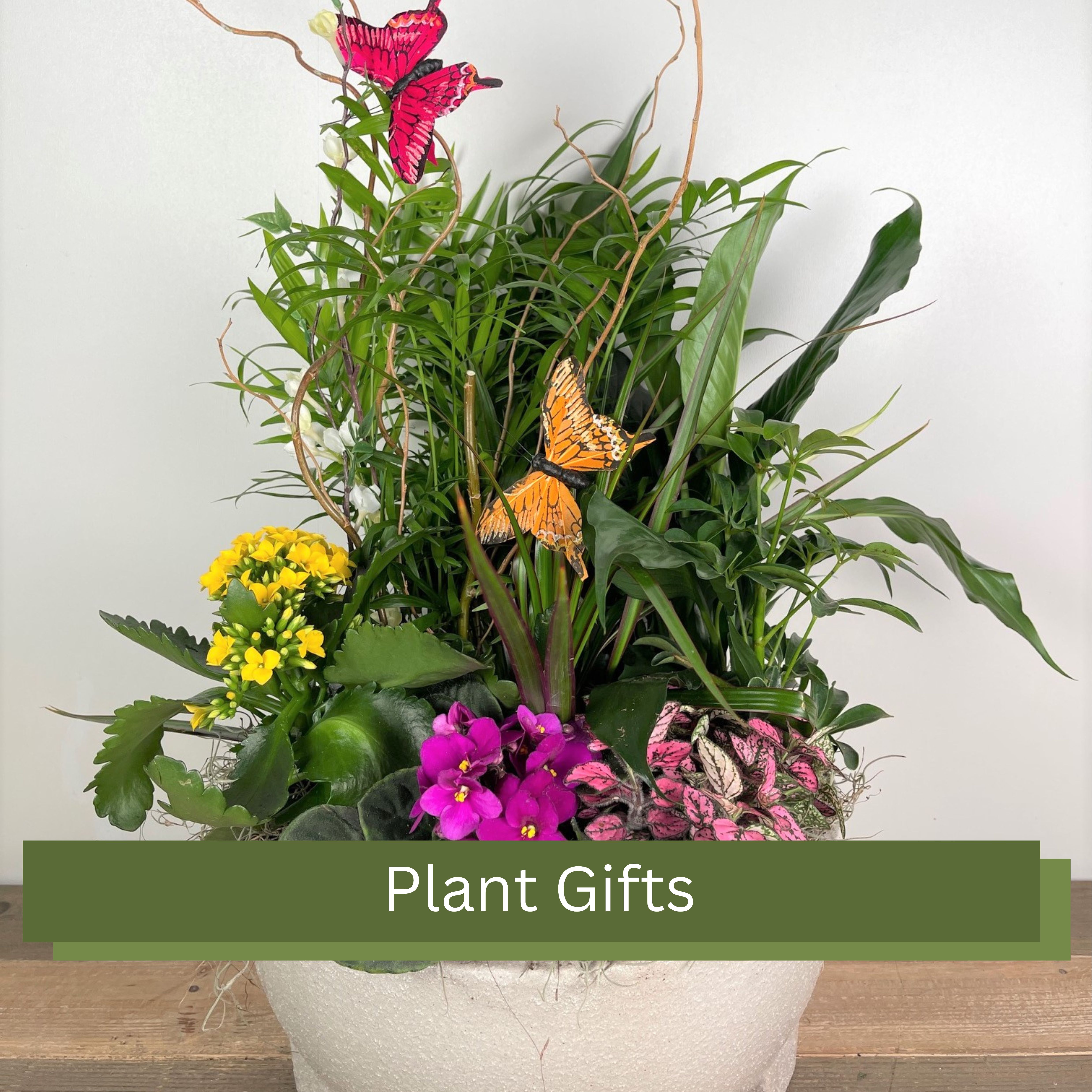 Plants for Gifts, Order Here